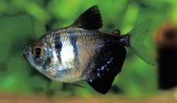 Live Fish - Black Widow Tetra - 3cm