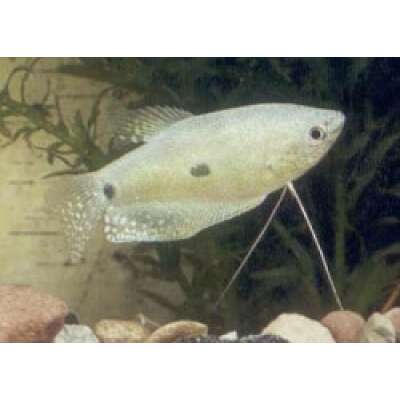 Live Fish - Gourami - Blue  - 6cm