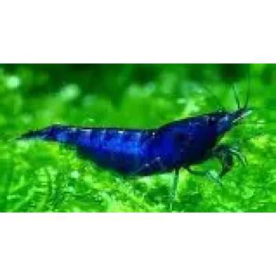Live Fish - Blue Cherry Shrimp 1cm