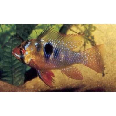 Live Fish - Blue Ramarezi 3.5cm