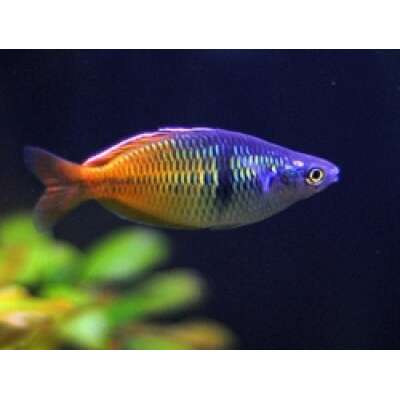 Live Fish - Rainbowfish - Boesemani 4cm
