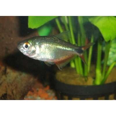 Live Fish - Buenos Aires Tetra - 3cm