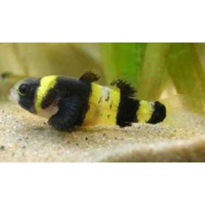Live Fish - Bumble Bee Goby 1.5cm