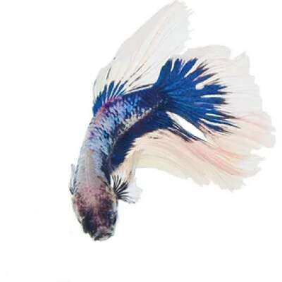 Live Fish - Male Cambodian Betta (fighting fish) - 5cm