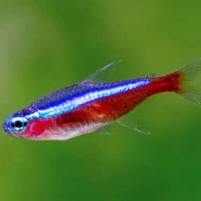 Live Fish - Cardinal Tetra - 3cm