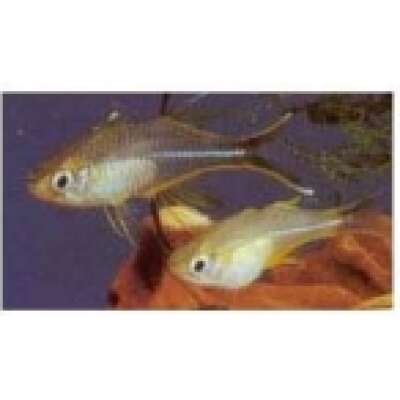 Live Fish - Rainbowfish - Celebes 4cm