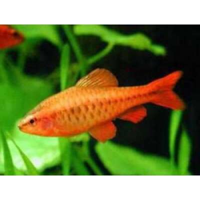 Live Fish - Cherry Barb 3cm