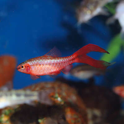 Live Fish - Cherry Barb - Longfin 3cm