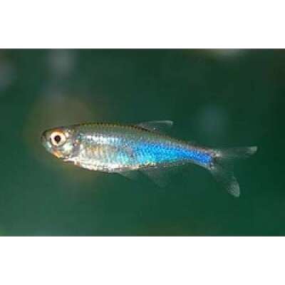 Live Fish - Cochu's Blue Tetra - 3cm