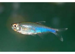 Live Fish - Cochu's Blue Tetra - 3cm