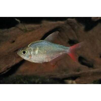 Live Fish - Columbian Red/Blue Tetra - 3cm