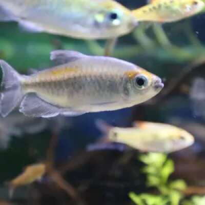 Live Fish - Congo Tetra - 3cm