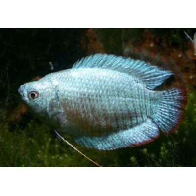 Live Fish - Gourami - Male Coral Blue Dwarf  - 5cm