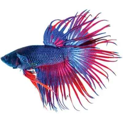 Live Fish - Male Crowntail Betta (fighting fish) - 5cm