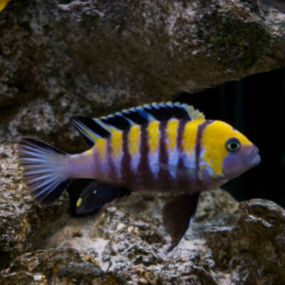 Live Fish - Cynotilapia Afra - Cobue cm