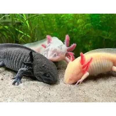 Axolotls