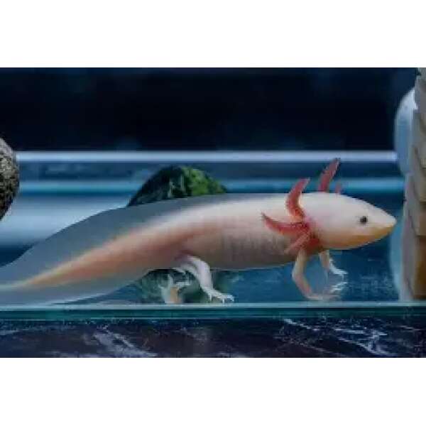 Live Fish – AXOLOTL (Mexican Walking Fish) 12cm -B-grade White – The ...