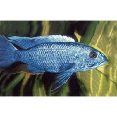 Live Fish - Electric Blue Cichlid   cm