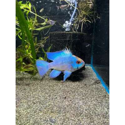 Live Fish - Electric Blue Ramarezi 3cm