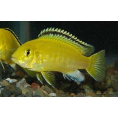 Live Fish - Electric Yellow cm