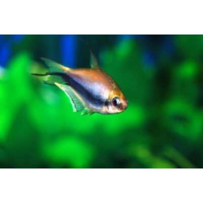 Live Fish - Emperor Tetra - 3cm