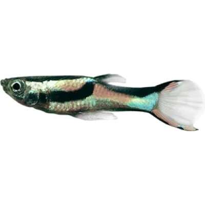 Live Fish - Assorted Endlers female Guppy - 3.5cm
