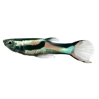 Live Fish - Assorted Endlers female Guppy - 3.5cm