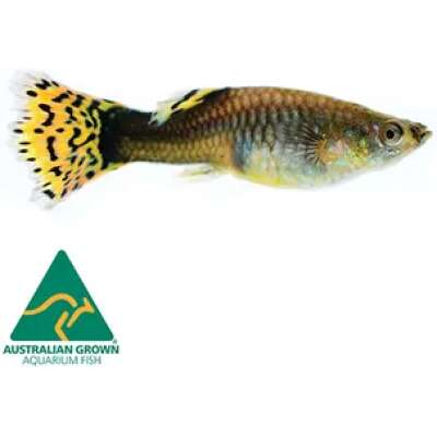Live Fish - Assorted female Guppy - 3.5cm