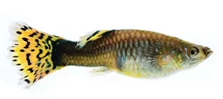 Live Fish - Assorted female Guppy - 3.5cm