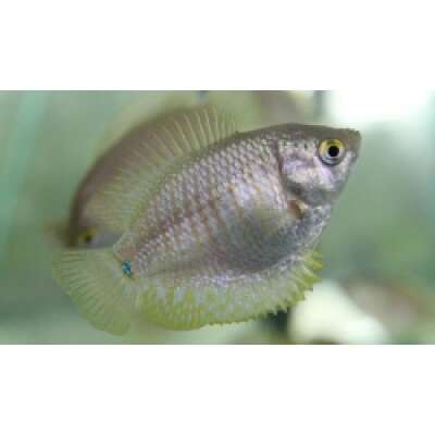 Live Fish - Gourami - Female Dwarf  - 5cm