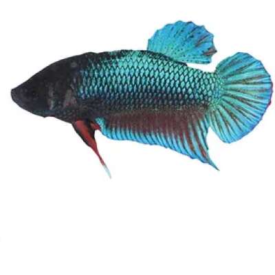 Live Fish - Female (fighting fish) - 5cm