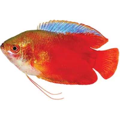 Live Fish - Gourami - Male Flame Dwarf  - 5cm