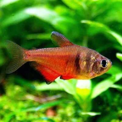 Live Fish - Flame Tetra - 3cm