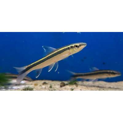 Live Fish - Siamese Flying Fox 4.5cm