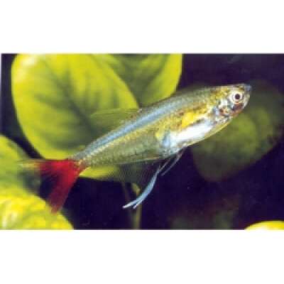 Live Fish - Glass Bloodfin Tetra - 3cm