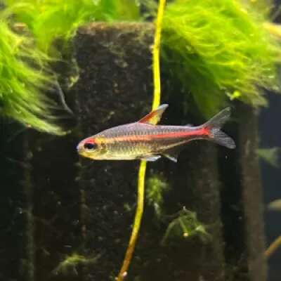 Live Fish - Glowlight Tetra - 3cm
