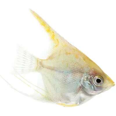 Live Fish - Angel - Gold  - 6cm