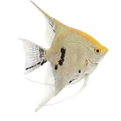 Live Fish - Angel - Gold Marble - 7cm