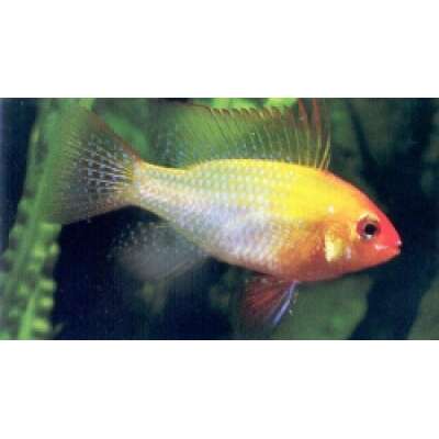 Live Fish - Golden Ramarezi 3cm