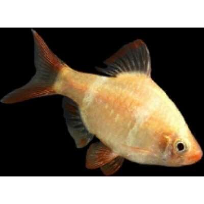 Live Fish - Golden Tiger Barb 3cm