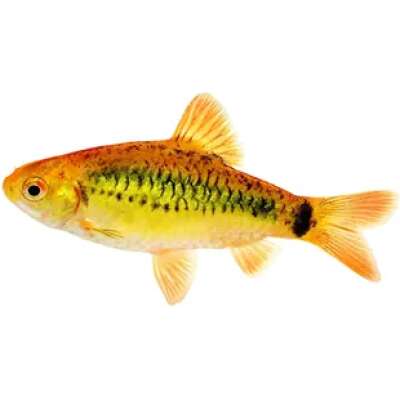 Live Fish - Golden Barb - 3cm