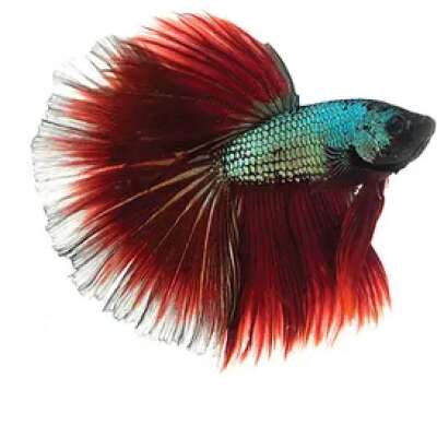 Live Fish - Male Halfmoon Betta (fighting fish) - 5cm