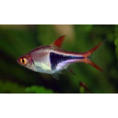Live Fish - Harlequin Rasbora 3cm