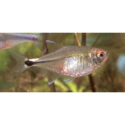 Live Fish - Head & Tail Light Tetra - 3cm