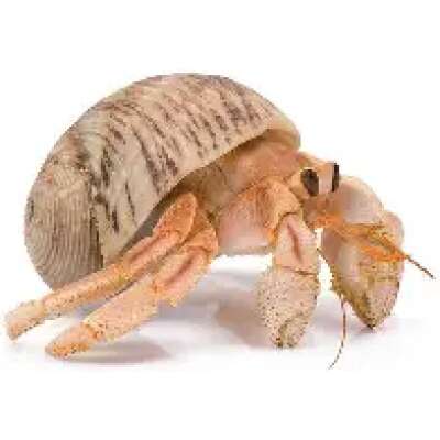 Live Fish - Hermit Crabs -medium