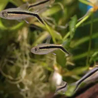 Live Fish - Hockey Stick (Penguin) Tetra - 3cm