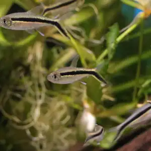 Live Fish - Hockey Stick (Penguin) Tetra - 3cm