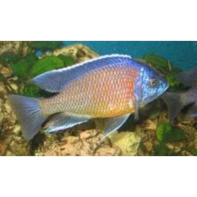 Live Fish - Copadichromis Borelli - Kadango Redfin cm