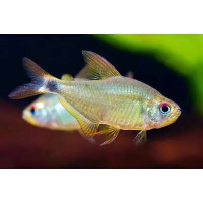 Live Fish - Kitty Tetra - 2.5cm