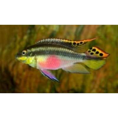 Live Fish - Kribensis   cm